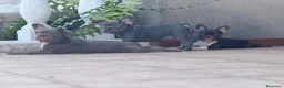 Bulldog Francés perros en venta: Bulldog francés exótico  - Anuncio 3