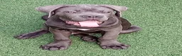 Cane Corso perros en venta: Cachorro de Cane Corso  - Anuncio 2