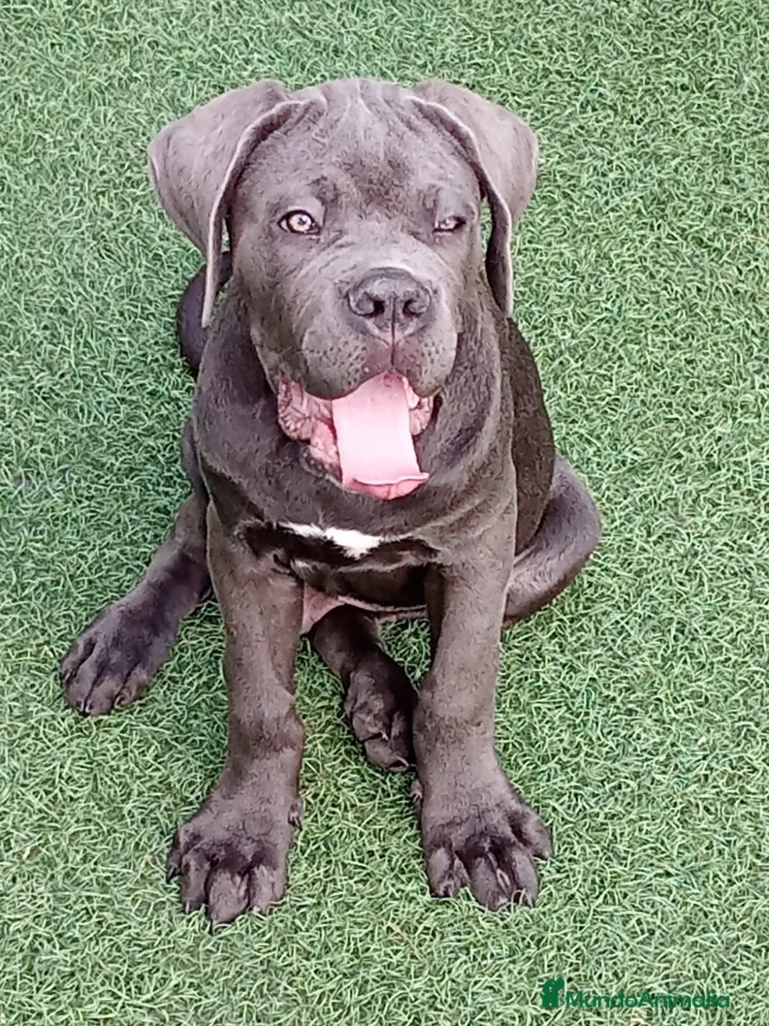 Cane Corso perros en venta: Cachorro de Cane Corso  - Anuncio 2