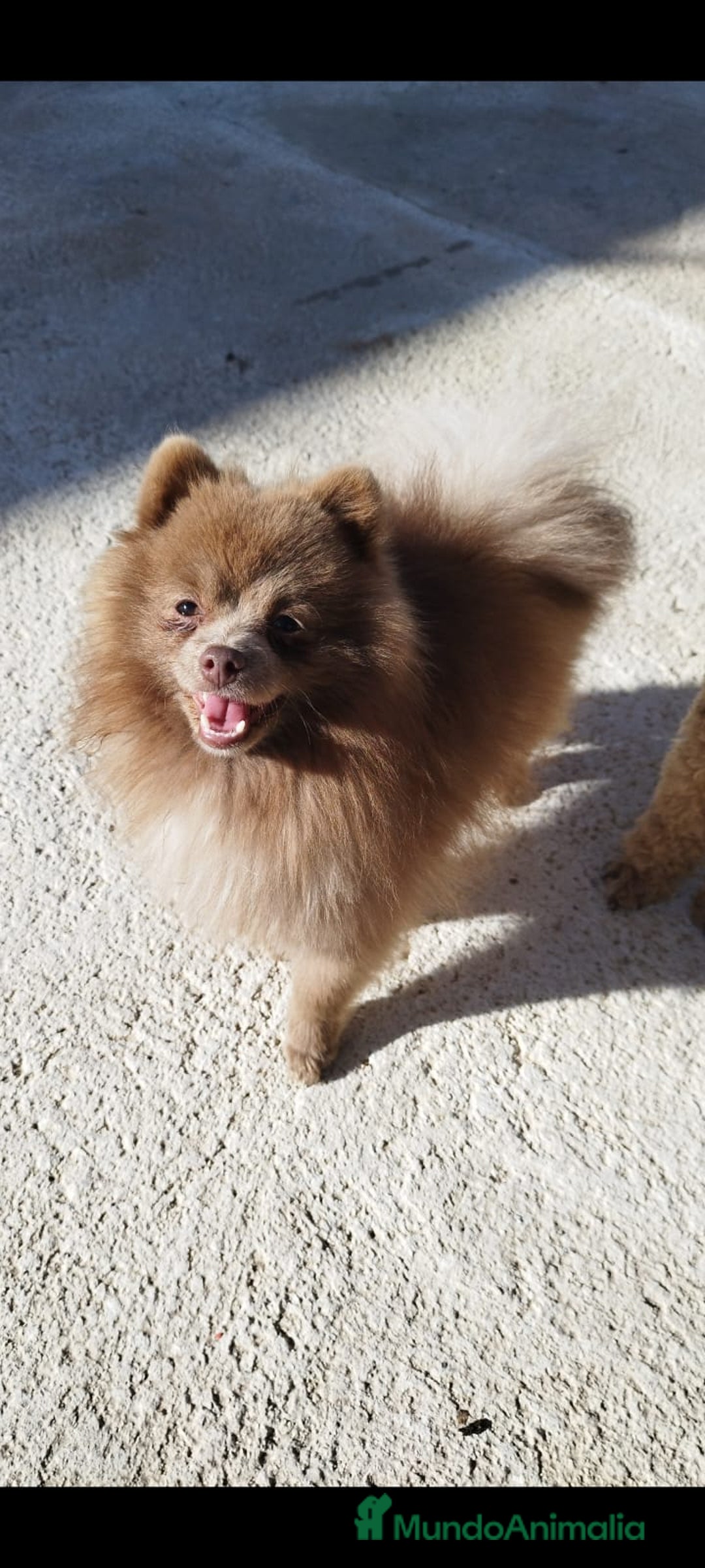 Pomerania perros en venta: Pomerania toy exótico  - Anuncio 2