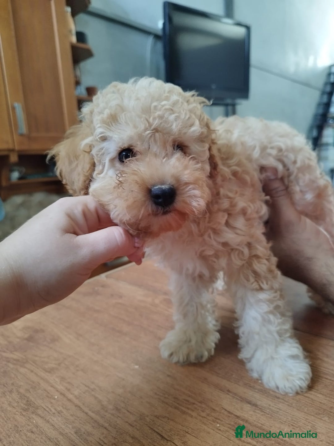 Caniche Enano perros en venta: Caniche mama enana papa toy !!! - Imagen 5