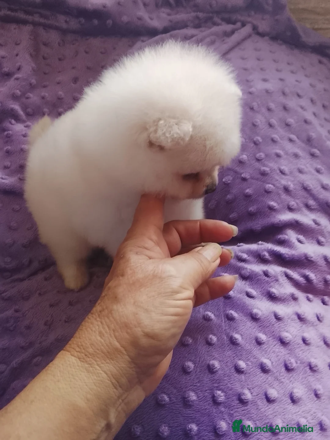Pomerania perros en venta: Pomerania Standar  - Anuncio 3