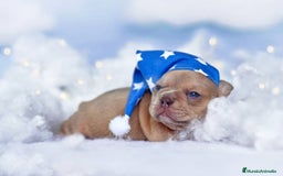 Bulldog Francés perros en venta: bulldog francés.  - Anuncio 5