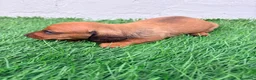 Teckel Miniatura perros en venta: Teckel miniatura rojizo - Anuncio 9
