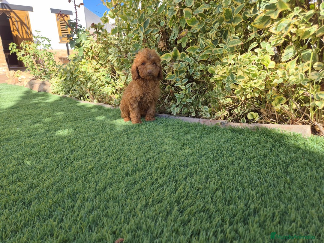 Caniche Toy perros en venta: CANICHE MACHO ROJO OPORTUNIDAD  - Imagen 3