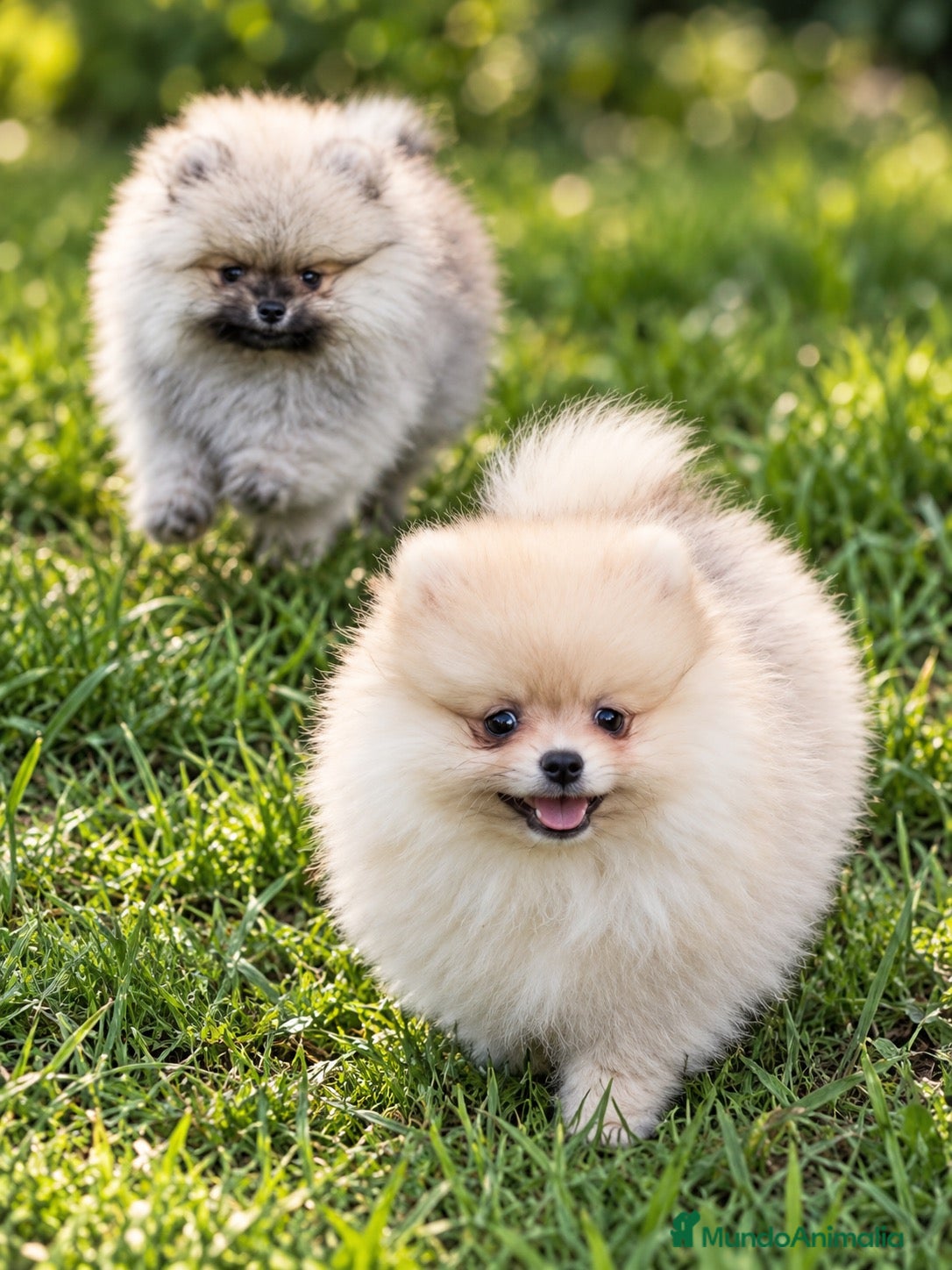 Pomerania perros Pomerania machos de líneas exclusivas y exóticas - Anuncio 1