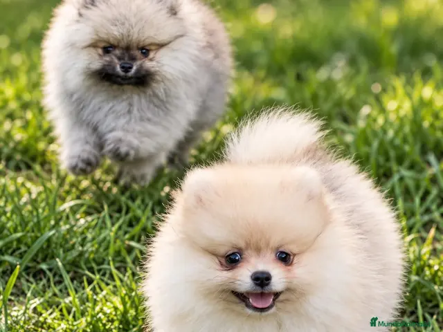 Pomerania perros en venta: Pomerania machos de líneas exclusivas y exóticas - Anuncio 1