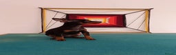 Pinscher Miniatura perros en venta: Pinscher Toy !!!!  en Ciudad Real - Anuncio 3