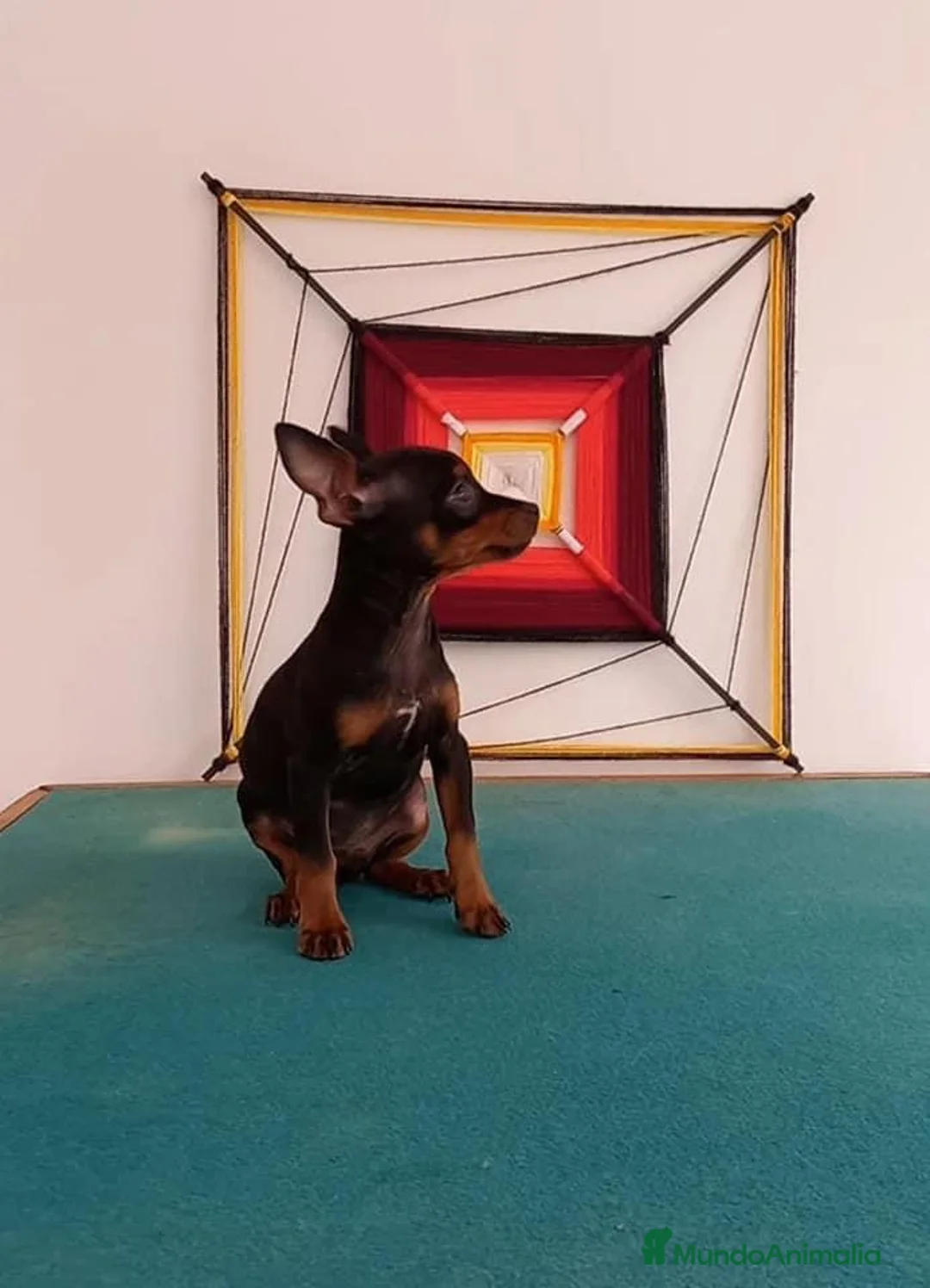 Pinscher Miniatura perros en venta: Pinscher Toy !!!!  en Ciudad Real - Anuncio 3