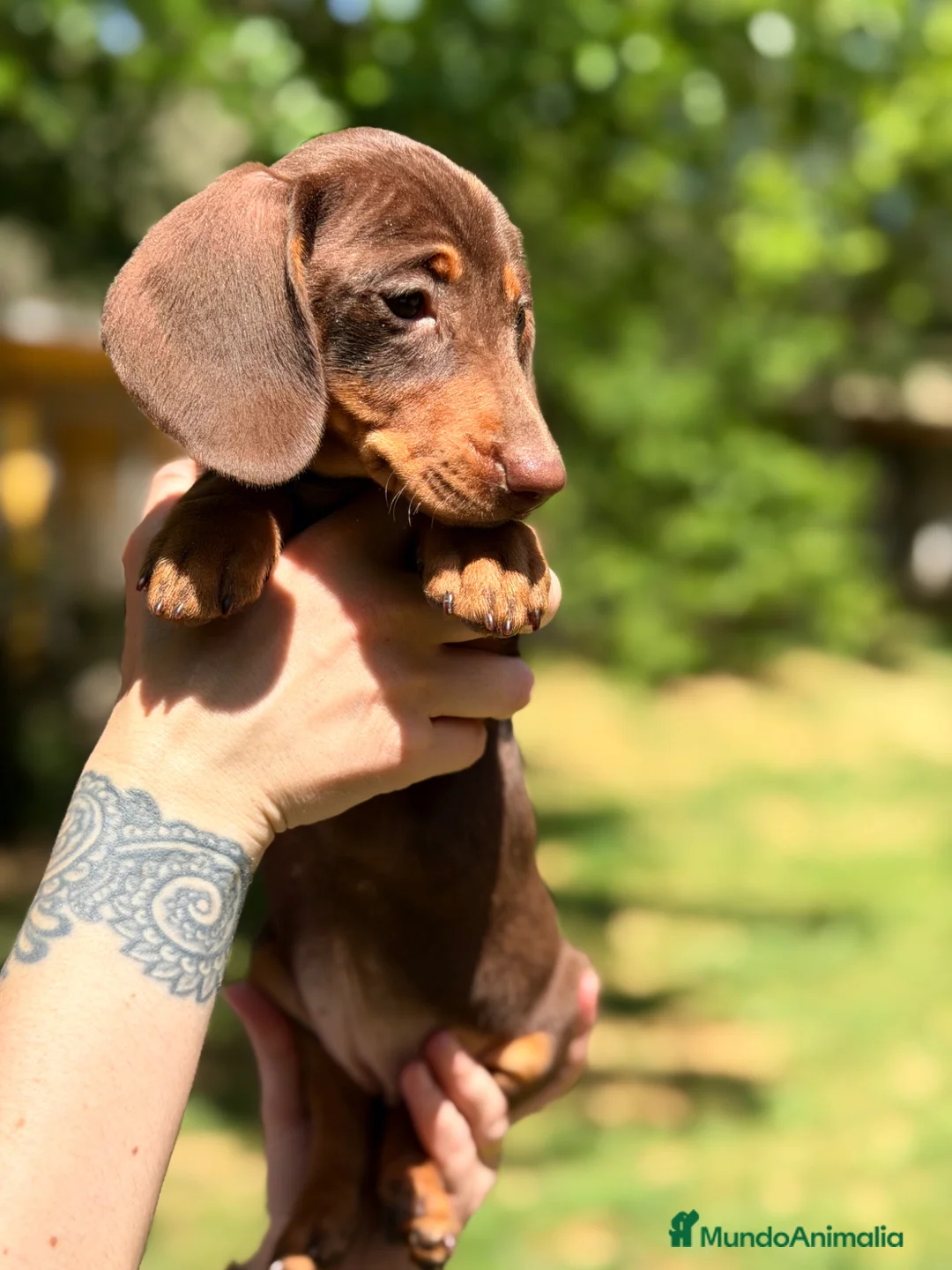 Teckel Miniatura perros en venta: Teckel mini hembra  - Anuncio 1