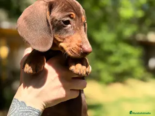 Teckel Miniatura perros Teckel mini hembra - Anuncio 2