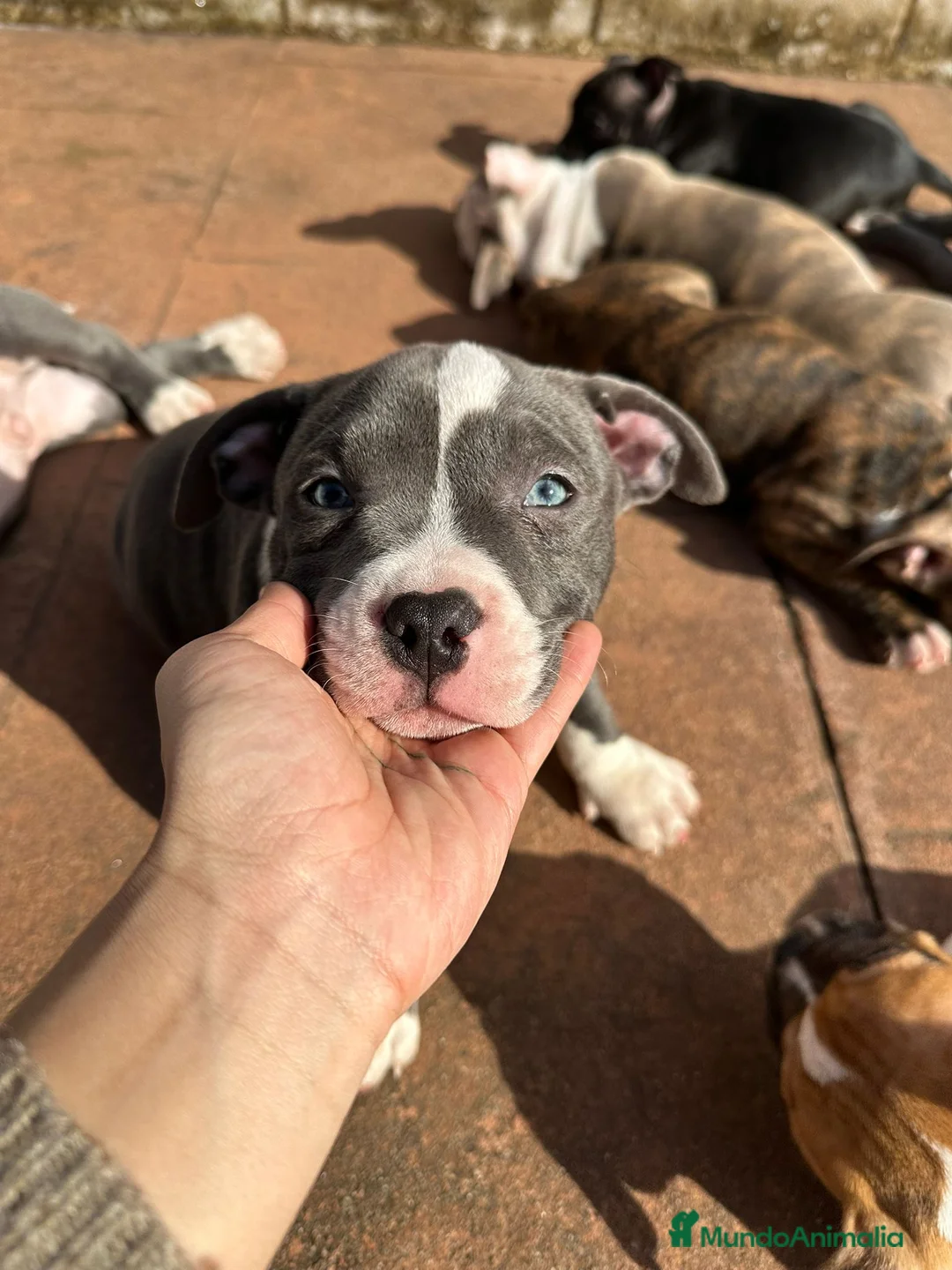 American Bully perros en venta: Cachorros American Bully - Anuncio 7