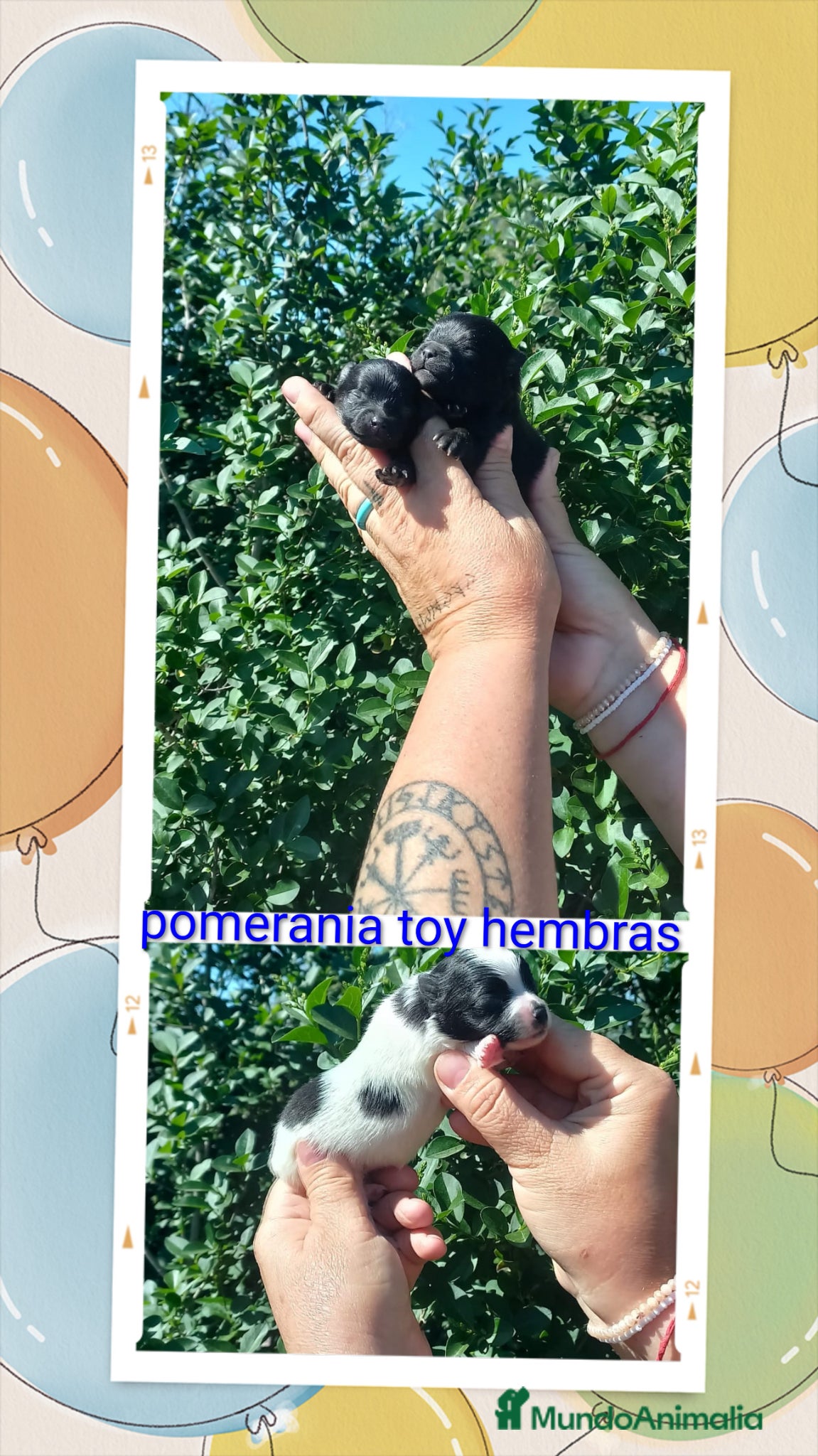 Pomerania perros Camada de pomerania hembras  - Anuncio 1