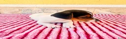 Jack Russell Terrier perros en venta: Jack Russell terrier  - Anuncio 19