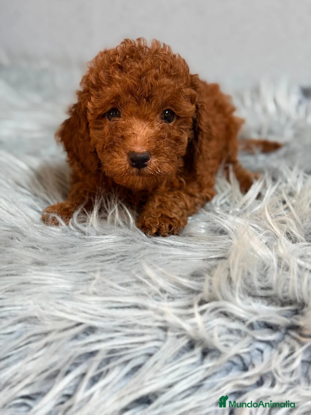 Caniche Enano perros en venta: CANICHE ROJO - Anuncio 10