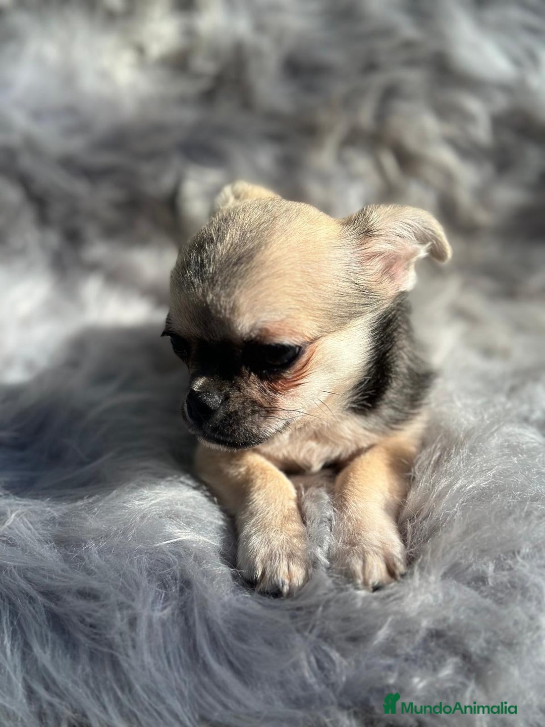 Chihuahua perros en venta: CHIHUAHUA MACHO DISPONIBLE - Anuncio 3
