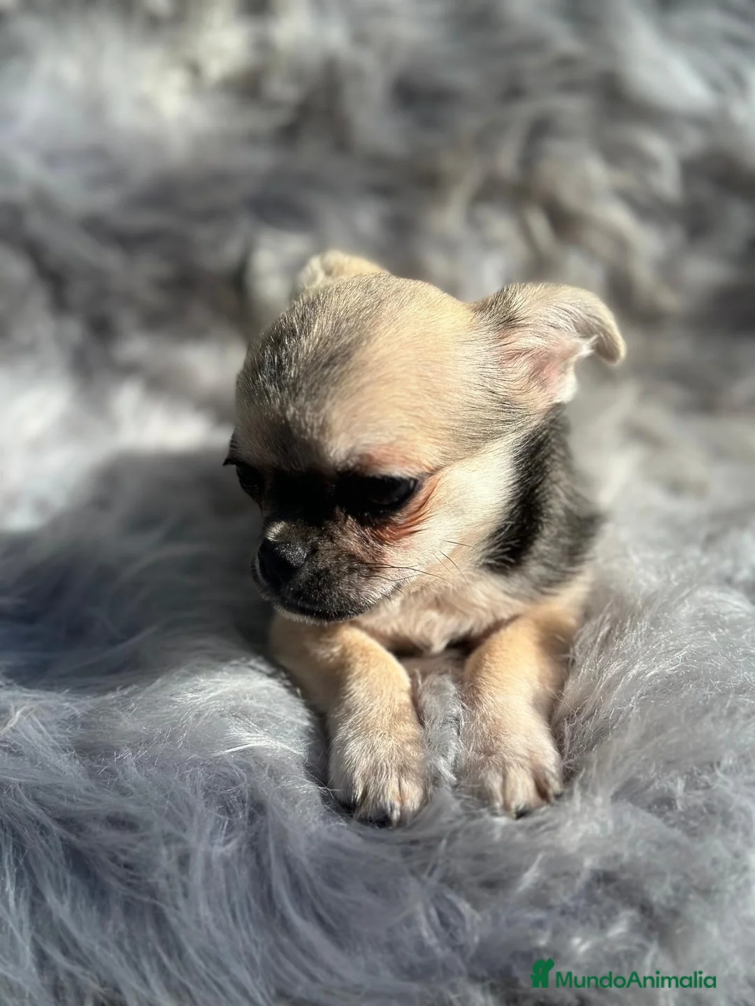 Chihuahua perros en venta: CHIHUAHUA MACHO DISPONIBLE - Anuncio 3