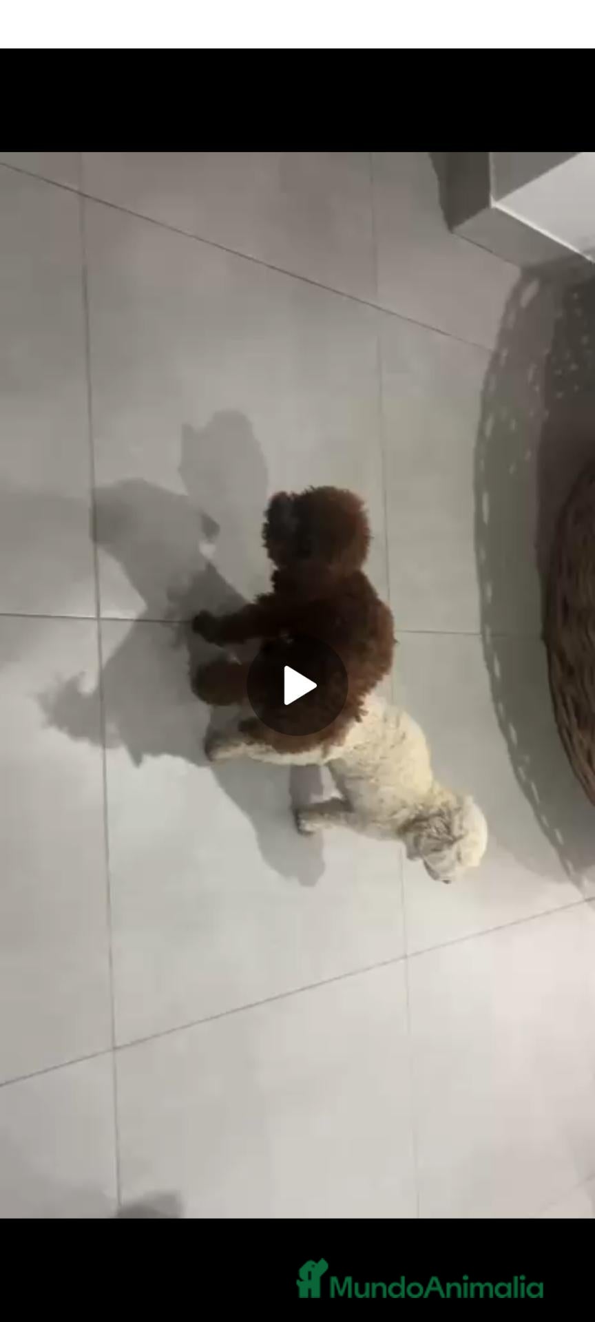 Caniche Toy perros Caniche macho toy - Anuncio 1