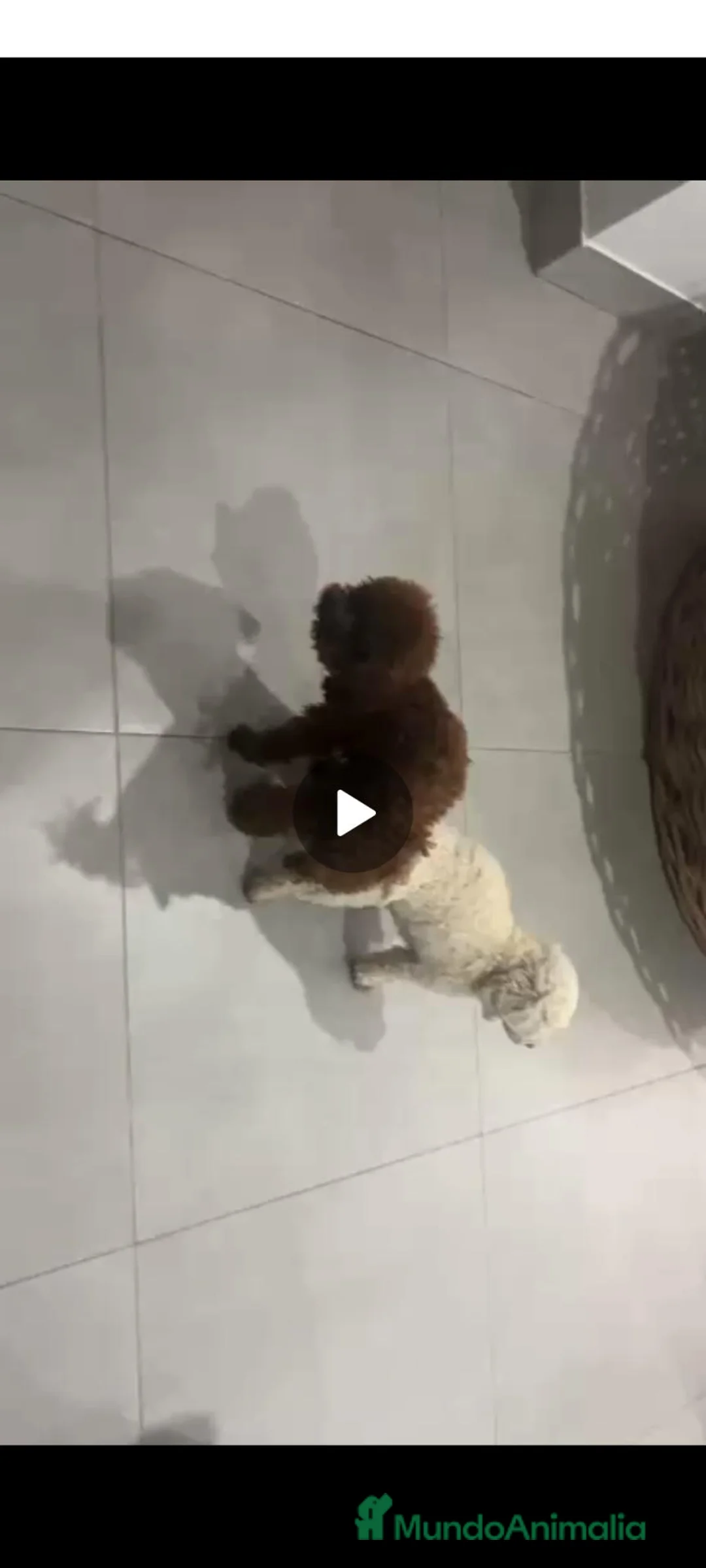 Caniche Toy perros en venta: Caniche macho toy - Anuncio 1