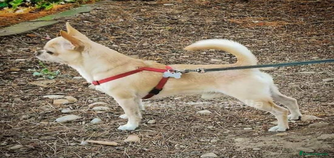 Imagen de galería {{count}}