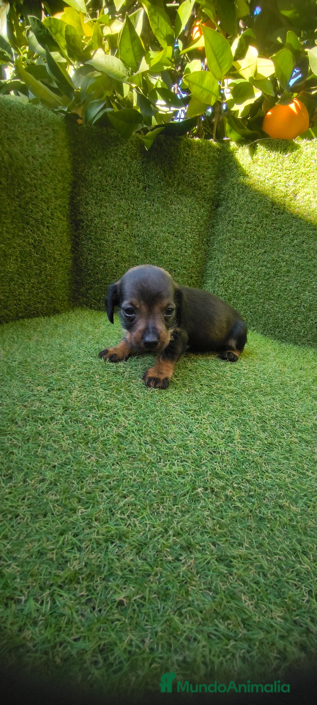 Teckel Miniatura perros en venta: camada teckel miniatura  - Anuncio 13