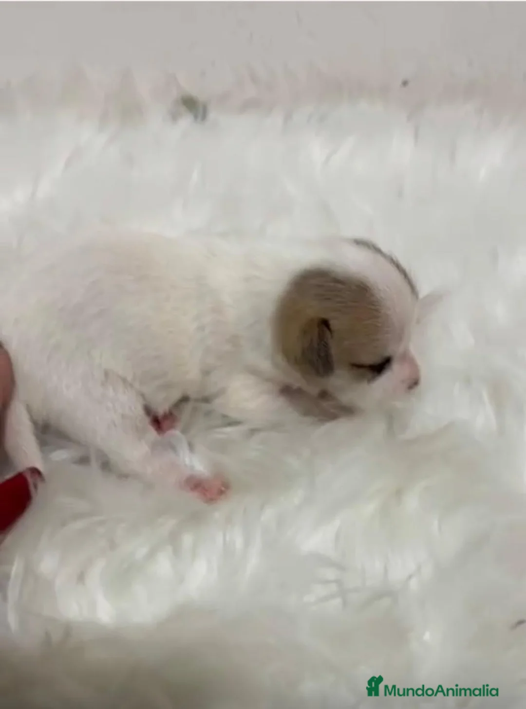 Jack Russell Terrier perros en venta: JACK RUSSELL MINI - Anuncio 1