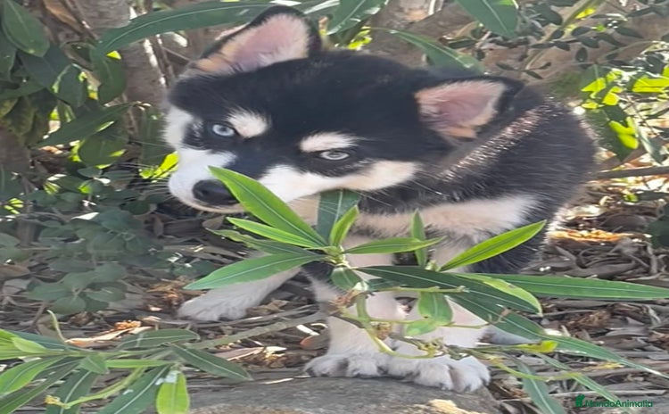Pomsky perros - Propaganda 1