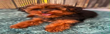 Yorkiepoo 1