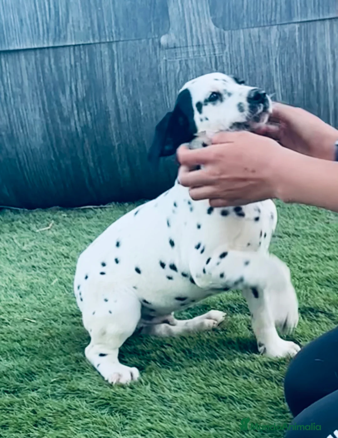 Dálmata perros en venta: Machito de dálmata - Anuncio 1