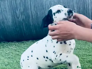 Dálmata perros Machito de dálmata - Anuncio 1