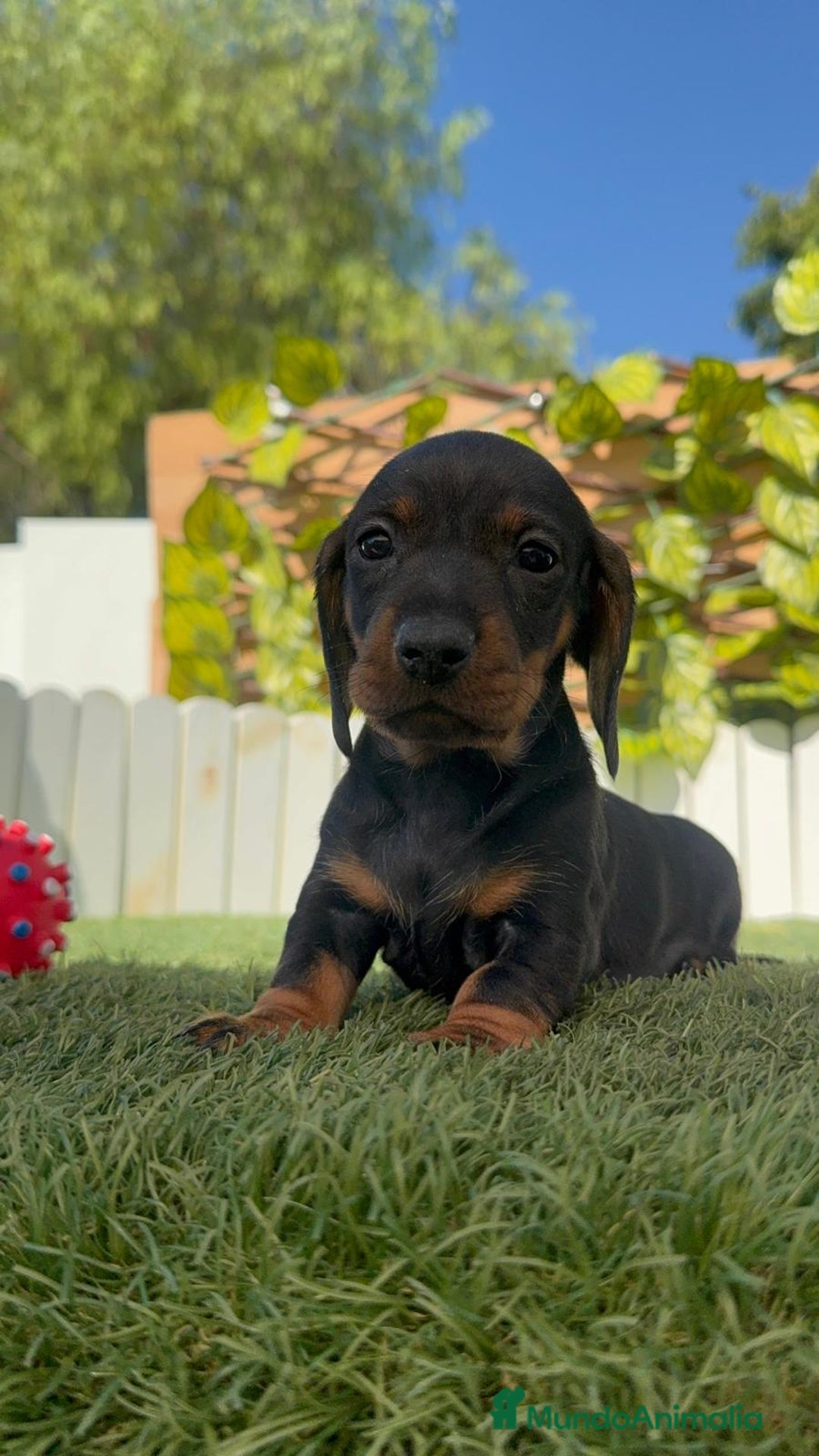 Teckel Miniatura perros en venta: TECKELL MINIATURA MACHO - Imagen 6