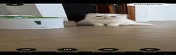 Persa gatos en venta: Persas bebé - Anuncio 4