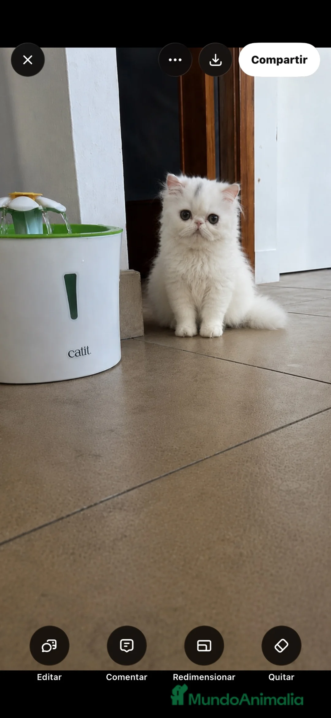 Persa gatos en venta: Persa hembra blanca  - Anuncio 2