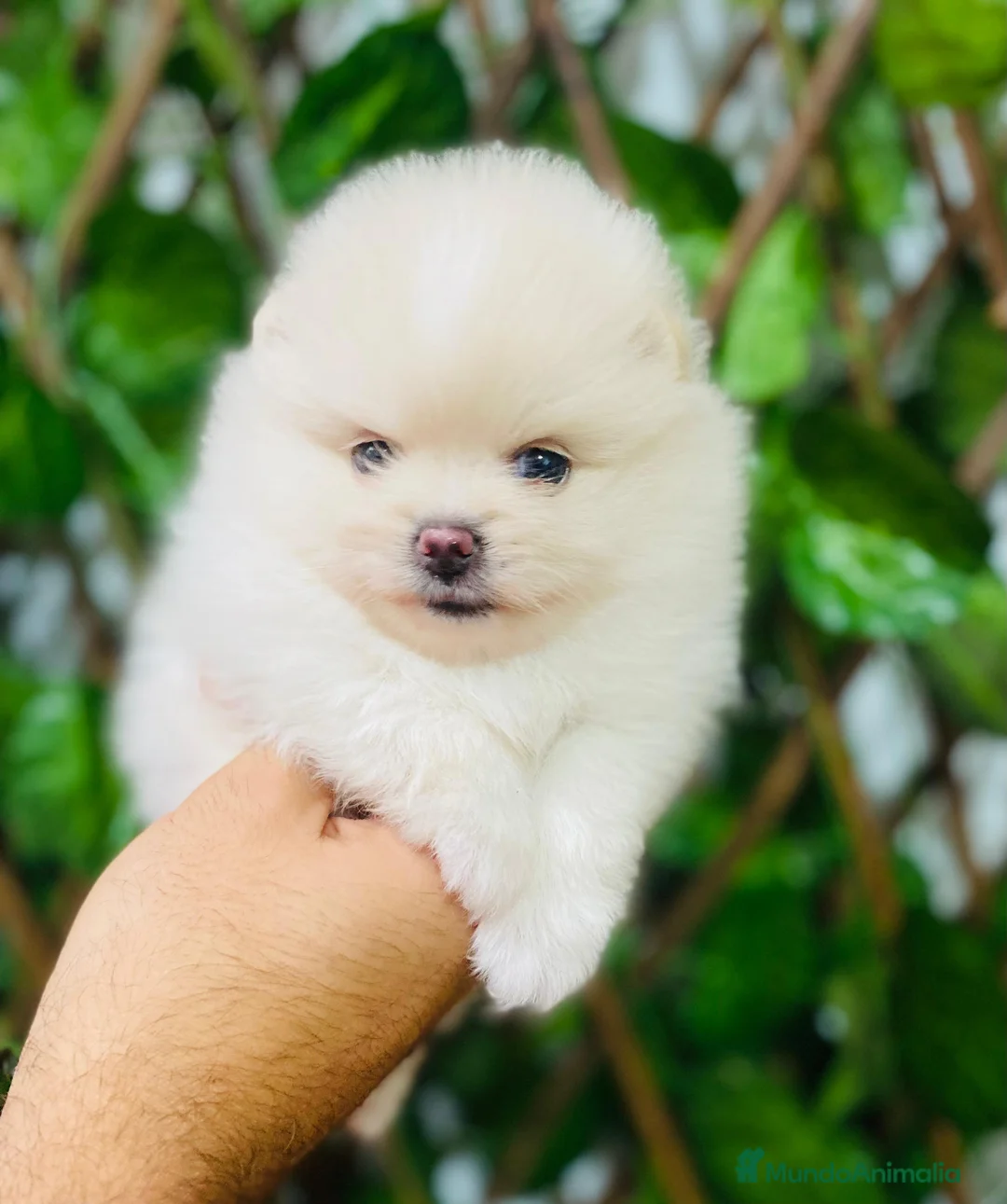 Pomerania perros en venta: POMERANIA  - Anuncio 2