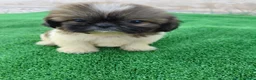 Shih Tzu perros en venta: shih tzu - Anuncio 6