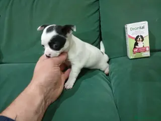 Chihuahua perros Chihuhua hembra - Anuncio 1