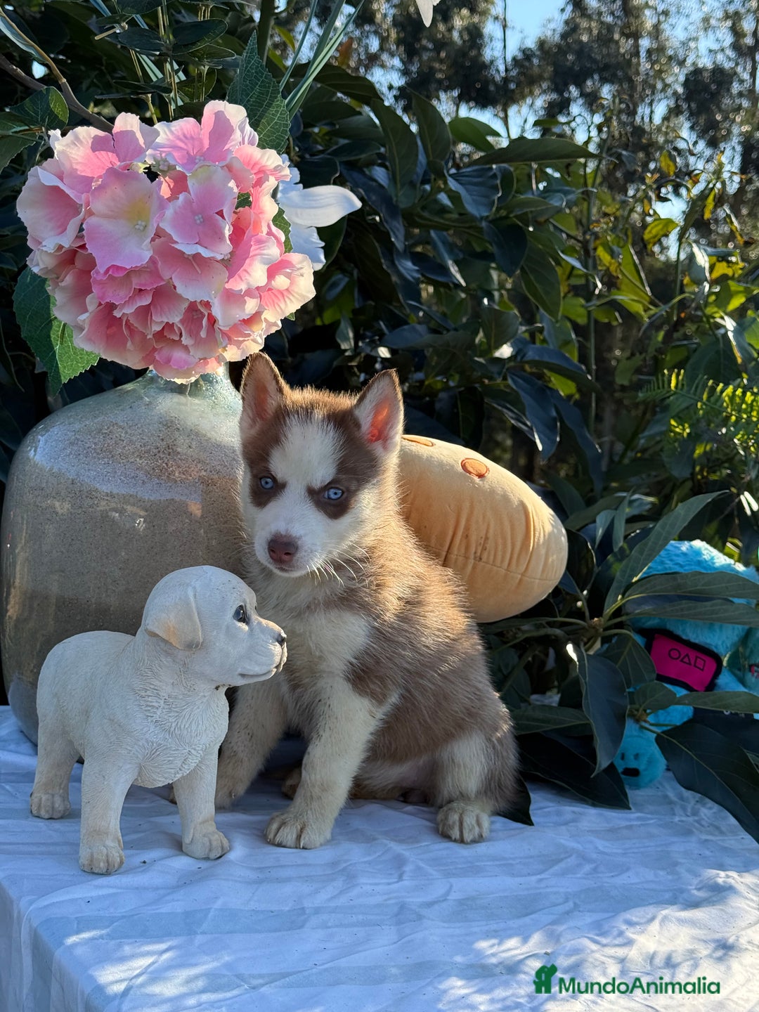 Husky Siberiano perros en venta: Preciosas hembritas de husky - Imagen 4