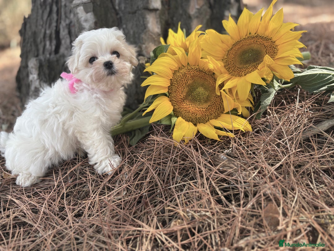 Bichón Maltés perros en venta: Bichon Maltés líneas americanas/coreanas  - Imagen 4