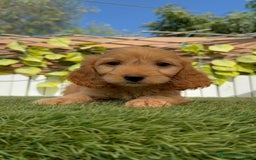 Otras razas perros en venta: Cockapoo hembra - Imagen 1