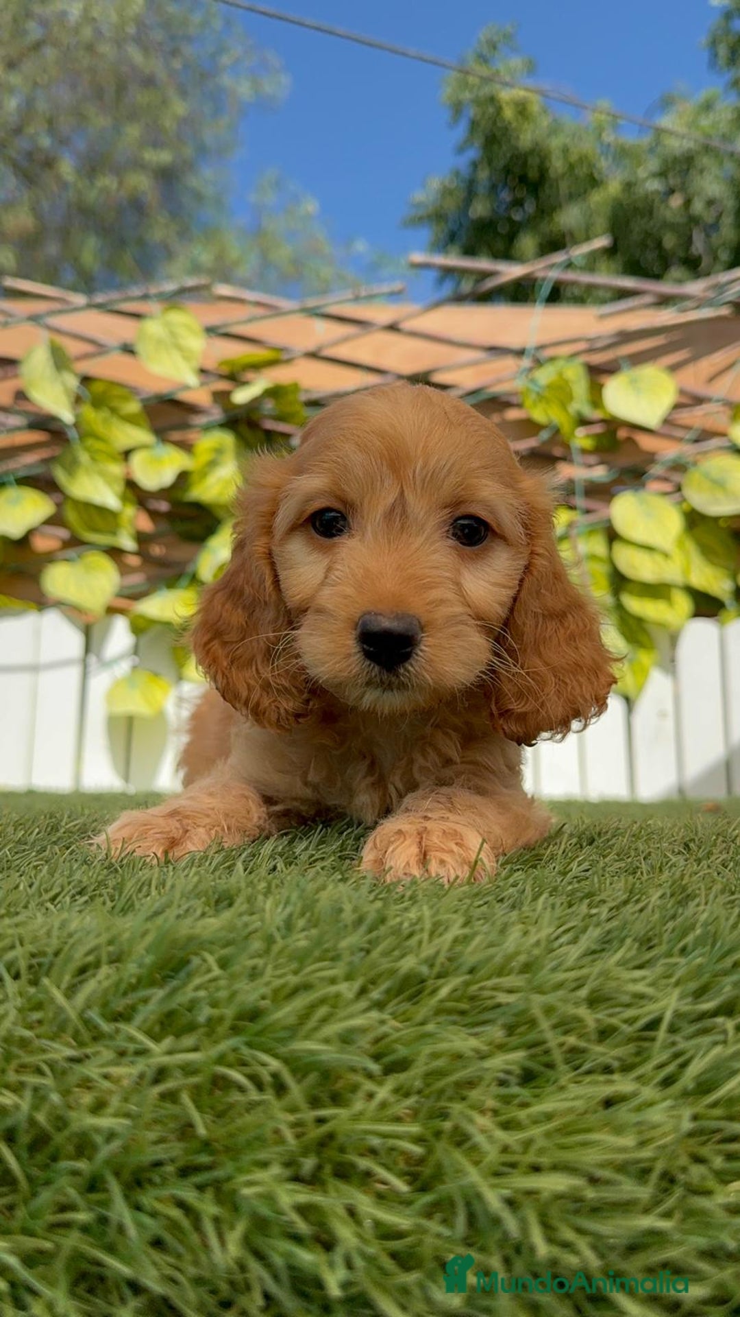 Otras razas perros en venta: Cockapoo hembra - Imagen 1
