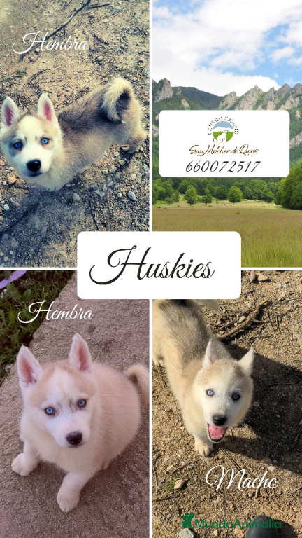 Husky Siberiano perros Preciosos cachorros husky siberiano - Anuncio 1