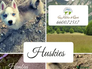 Husky Siberiano perros Preciosos cachorros husky siberiano - Anuncio 3