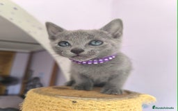 Azul Ruso gatos en venta: Azul ruso con pedigri  - Imagen 7
