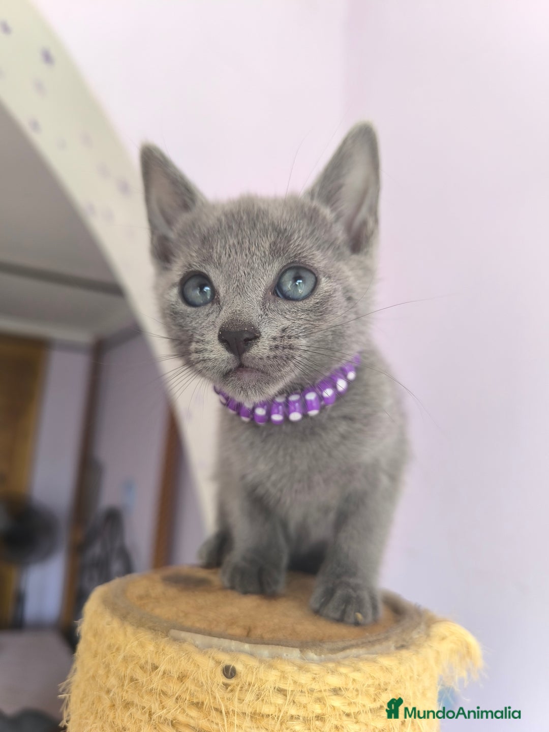 Azul Ruso gatos en venta: Azul ruso con pedigri  - Imagen 7