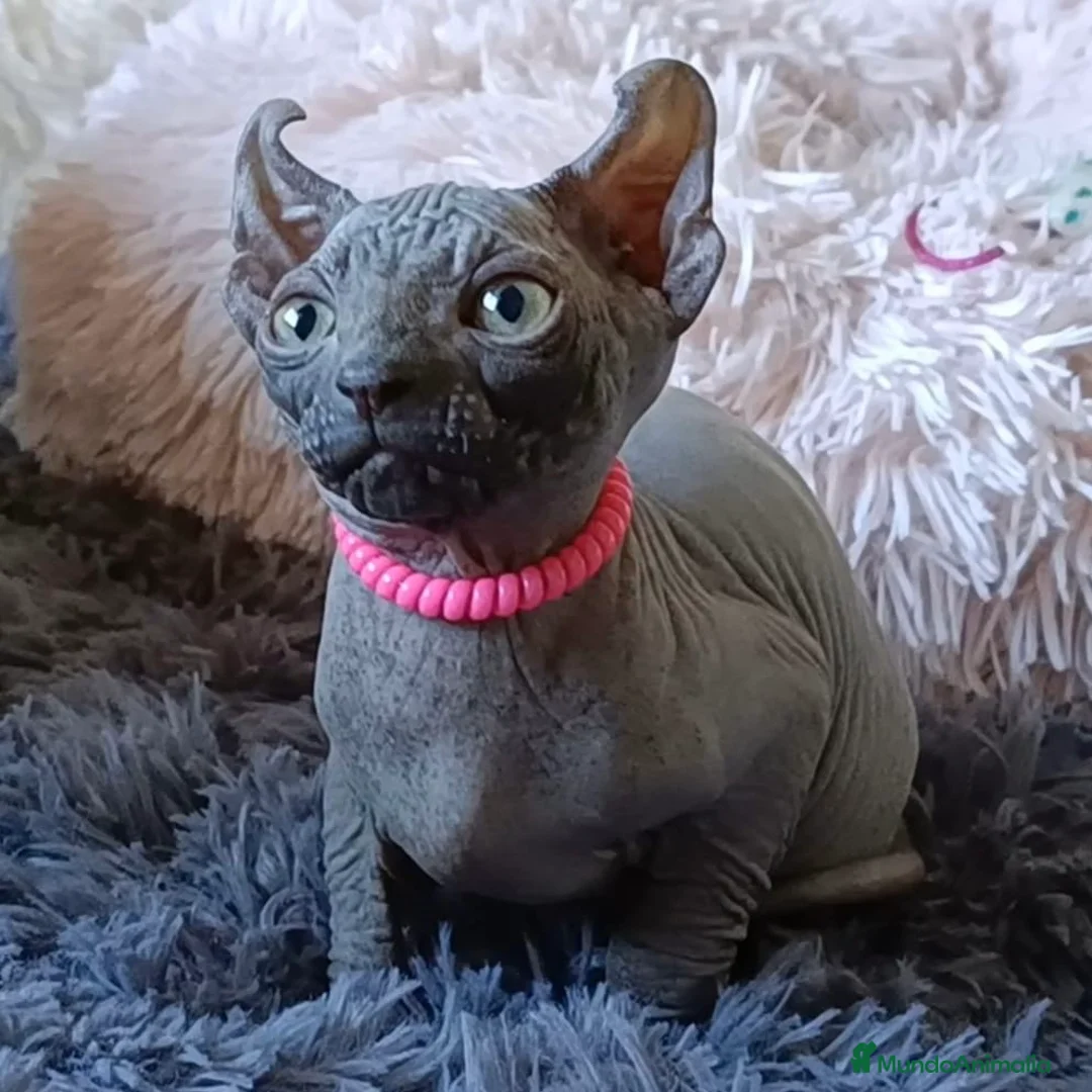 Sphynx gatos en venta: Sphynx Blue - Anuncio 3