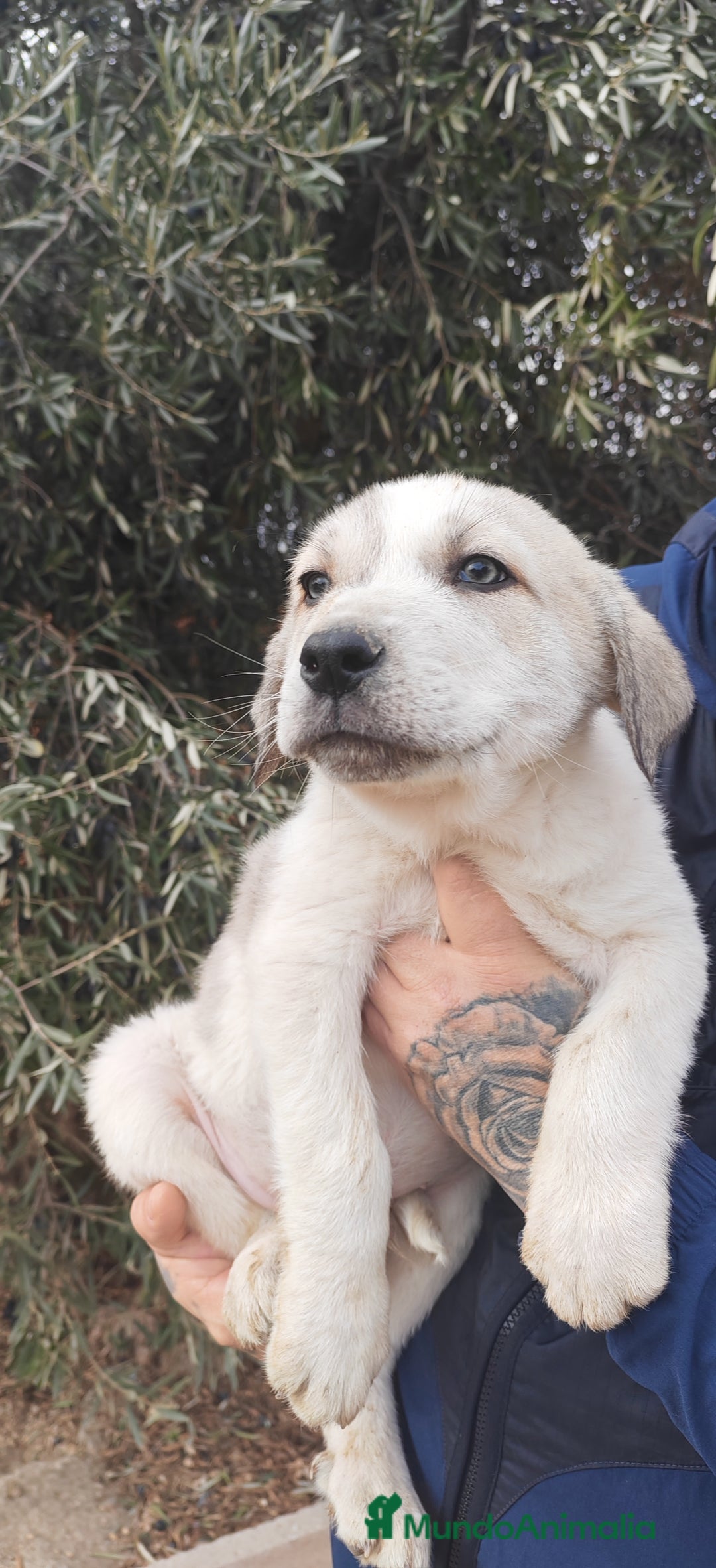 Mastín Español perros en venta: MASTÍN ESPAÑOL - Anuncio 4