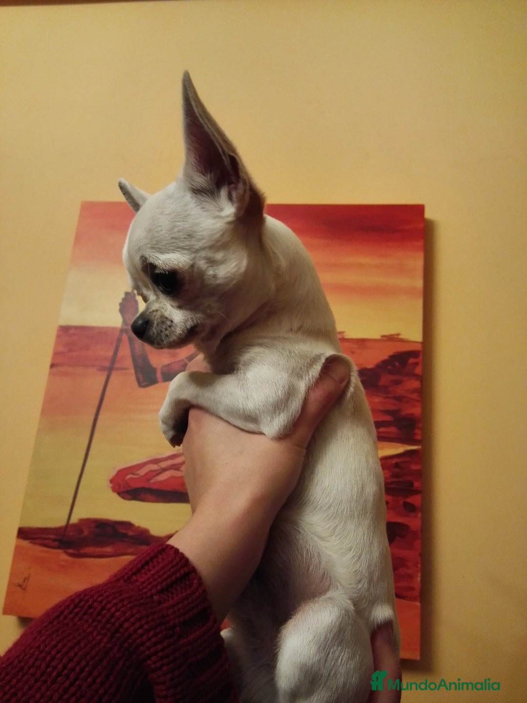 Chihuahua perros en venta: Chihuahuas cabecita de manzana 🍏 - Anuncio 9