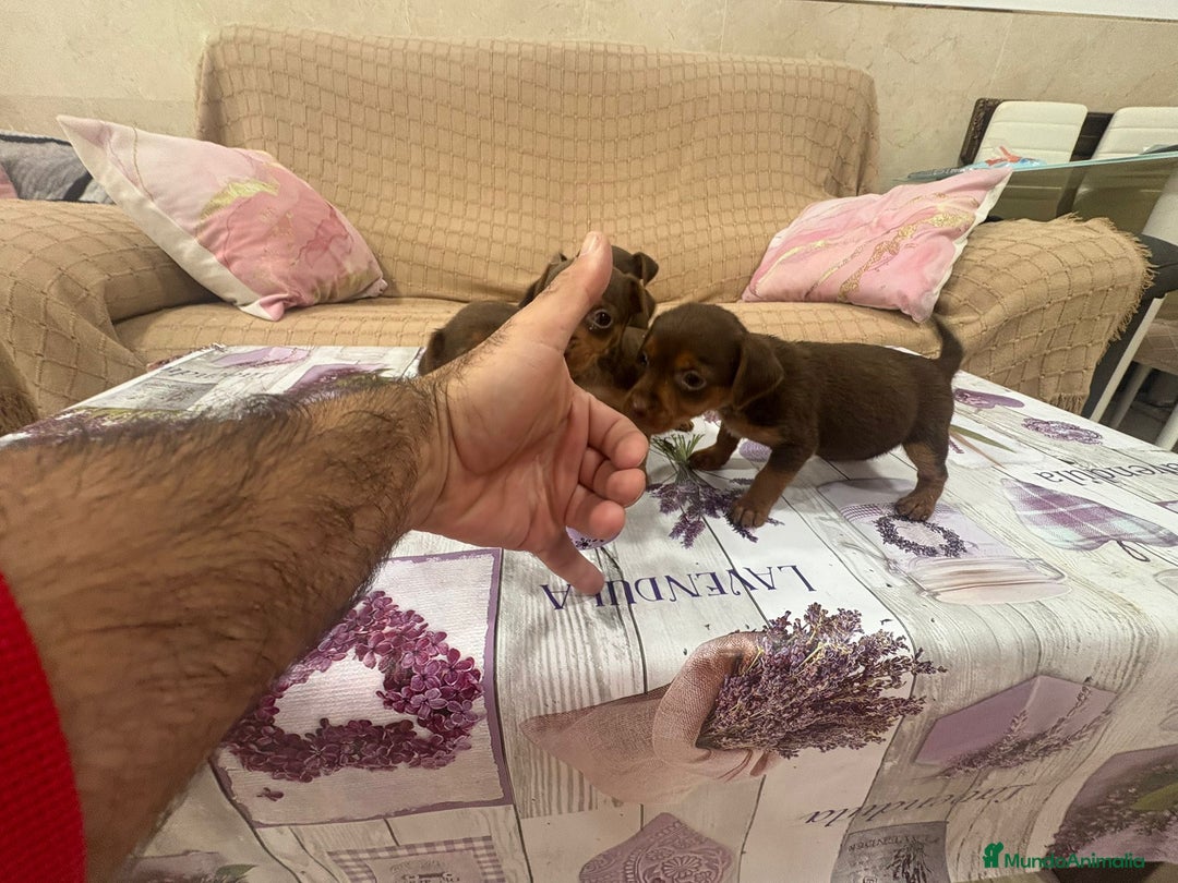 Pinscher Miniatura perros en venta: Pinscher miniatura chocolate  - Imagen 14