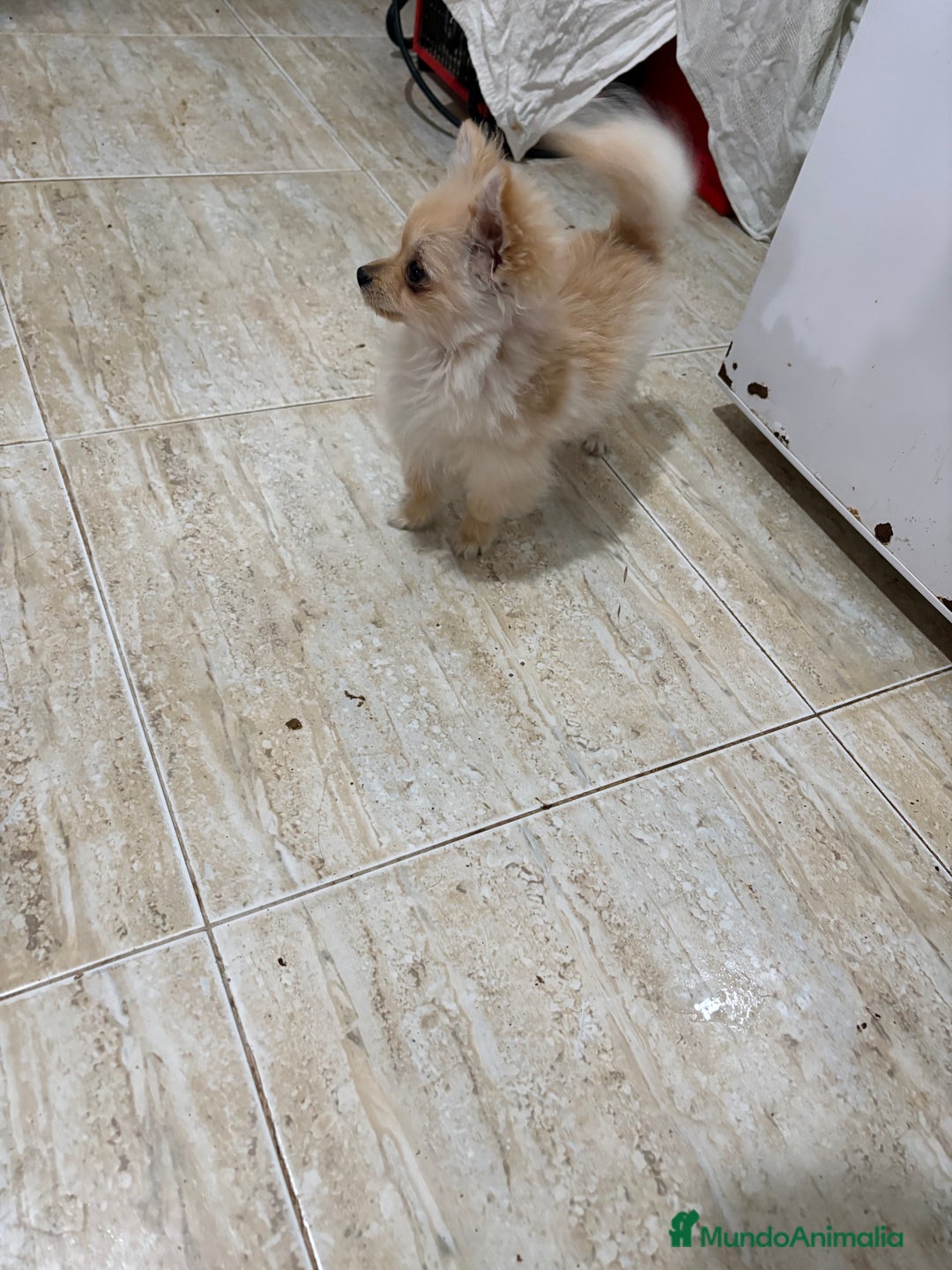 Pomerania perros en venta: Pomerania micro Toy 7 meses 790gramos  - Anuncio 2