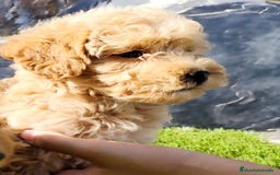 Caniche Toy perros en venta: Caniches apricot  - Imagen 3